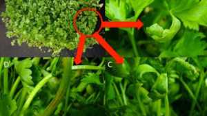 Celery Anthracnose A Newly-Identified Fungal Disease