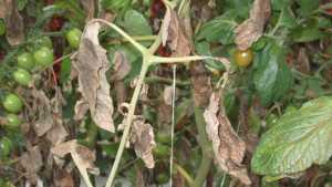 Find, Fight Tomato Russet Mites