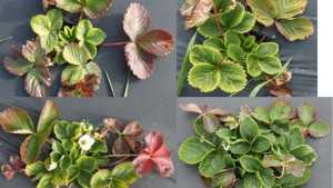 Strawberry Virus Alert