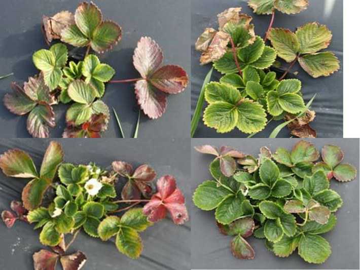 Strawberry Virus Alert