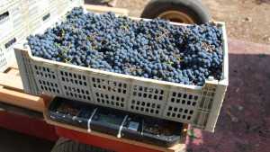 New Produce Totes Are The Result Of Listening To Customer Feedback