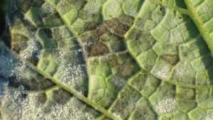 Mildew Control In Organic Cucurbits
