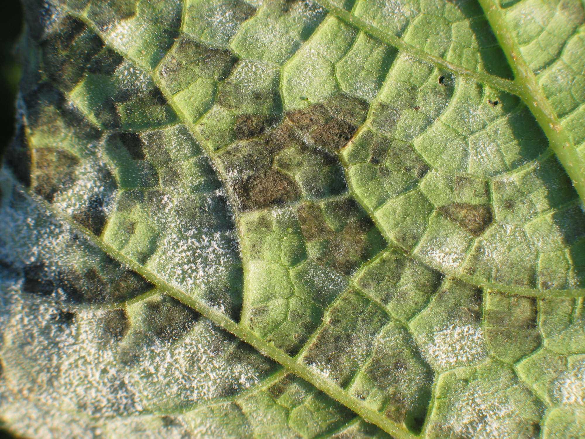 Mildew Control In Organic Cucurbits