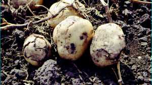 Latest News On Bacterial Ring Rot Detection