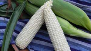 Vegetable Varieties From Seedway