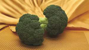 New Pumpkin, Sweet Corn, Broccoli, And Cantaloupe Varieties From Rupp Seeds
