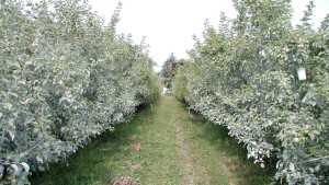 Growing The Eastern Organic Apple Is Possible