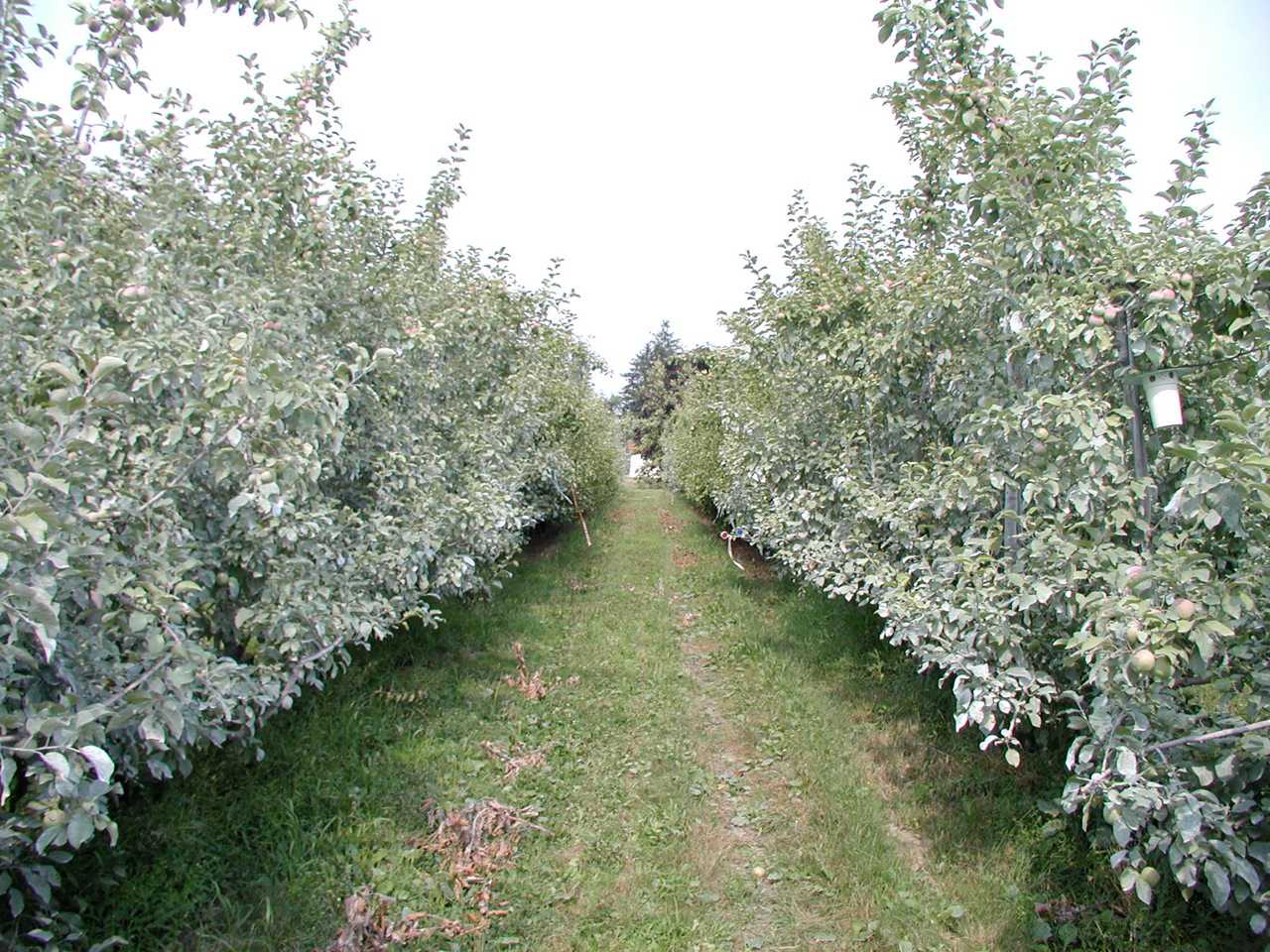 Growing The Eastern Organic Apple Is Possible - Growing Produce