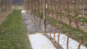 Get Educated On Other Options To Treat Fire Blight In Organic Apples And Pears