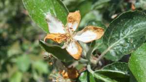 Deadline Nearing For Noninsured Crop Disaster Assistance Program