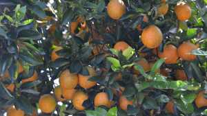 4 Million More Boxes Dropped From Latest Florida Citrus Estimate