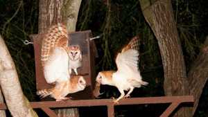 Attracting Beneficial Insects And Predatory Birds For Sustainable Pest Control