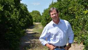 HLB Advice For California Citrus Growers