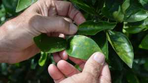 EPA Approves New Product for Control of Citrus Greening