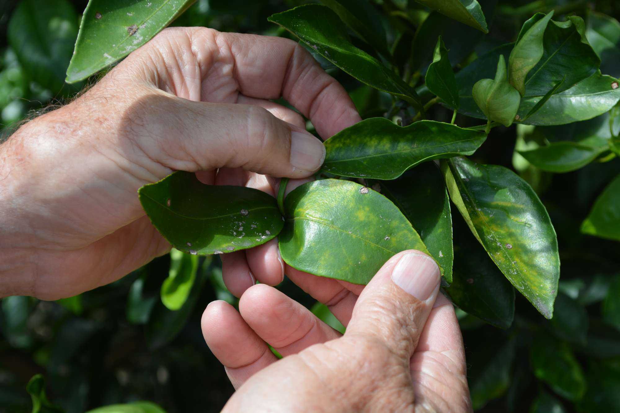 EPA Approves New Product for Control of Citrus Greening