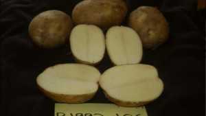 Scientists Dig Deep For Successful Spuds: 2012 Florida Ag Expo Extended Coverage