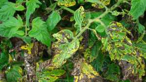 Don’t Make Light Of Bacterial Leaf Blight