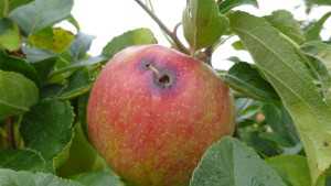 Limiting Bird Damage In Orchards