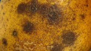 Code Orange: Citrus Black Spot Is Back