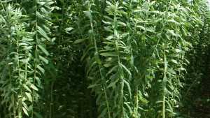 Tropical Plant Fights Nematode Pest