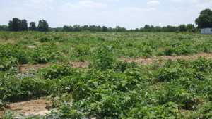 Survey Shows Growers Plan To Change Weed Control Strategies In 2014