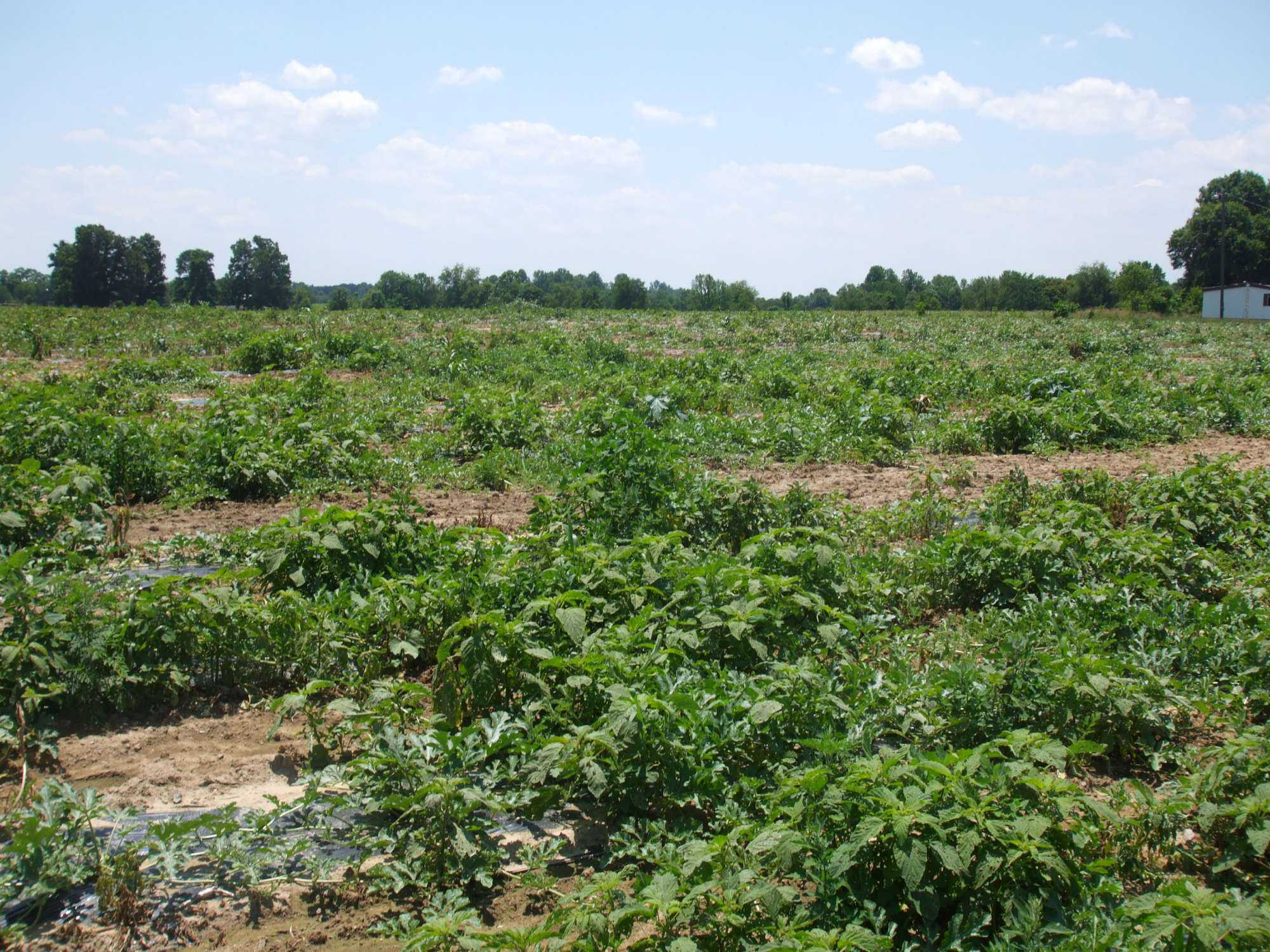 Survey Shows Growers Plan To Change Weed Control Strategies In 2014