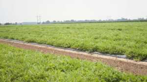 Manage Weeds In Cucurbits