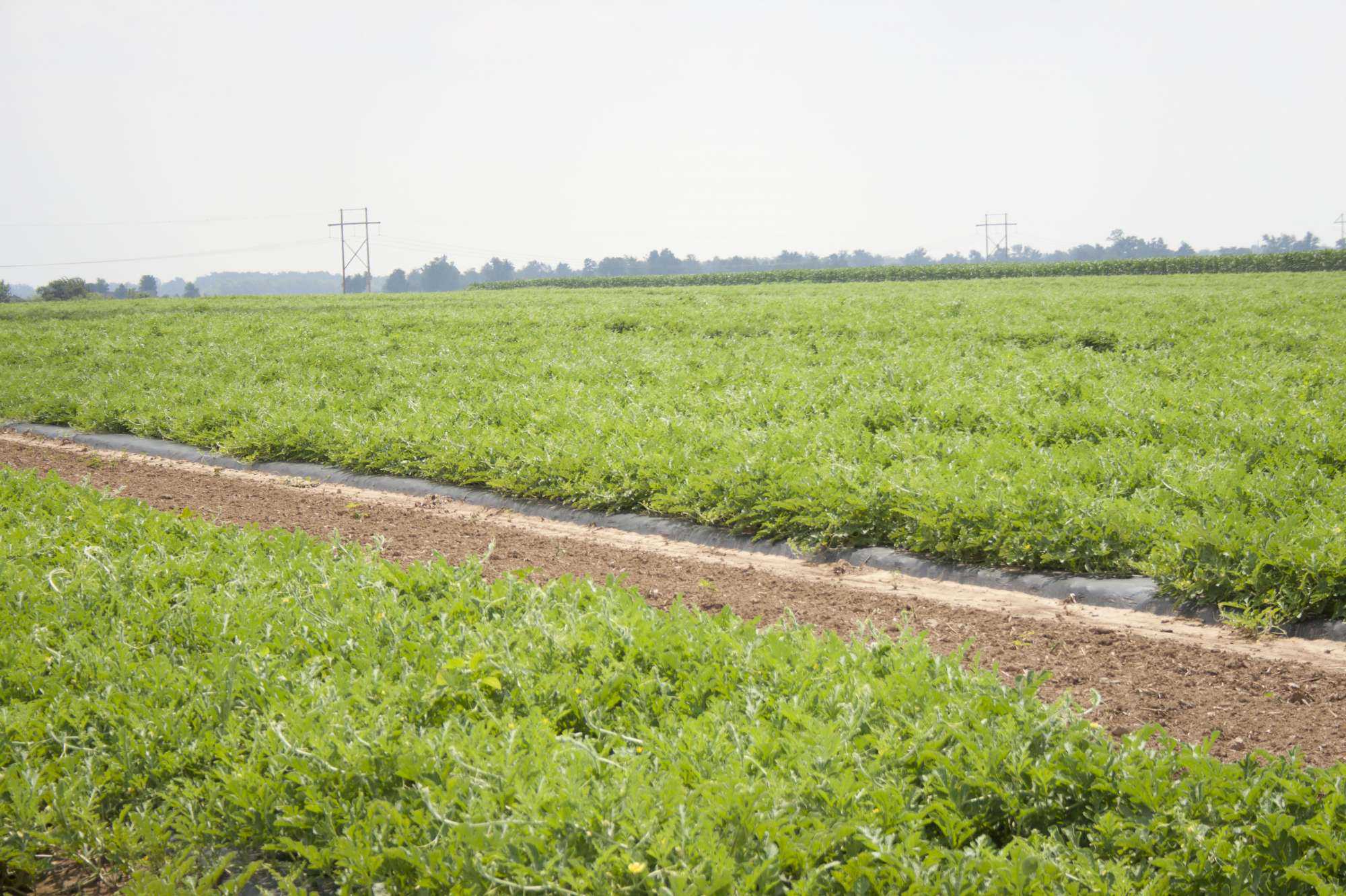 Manage Weeds In Cucurbits