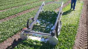 Mechanical Harvesting For Leafy Greens