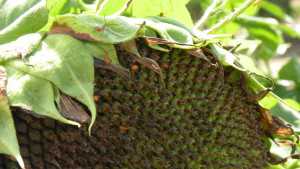Trap Crops Are A Good Alternative Pest Management Strategy