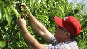 Early Cherry Harvest In Pacific Northwest