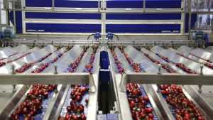 2013 Washington Sweet Cherry Production Down 36%