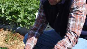 North Carolina Researchers Among Berry Grant Recipients