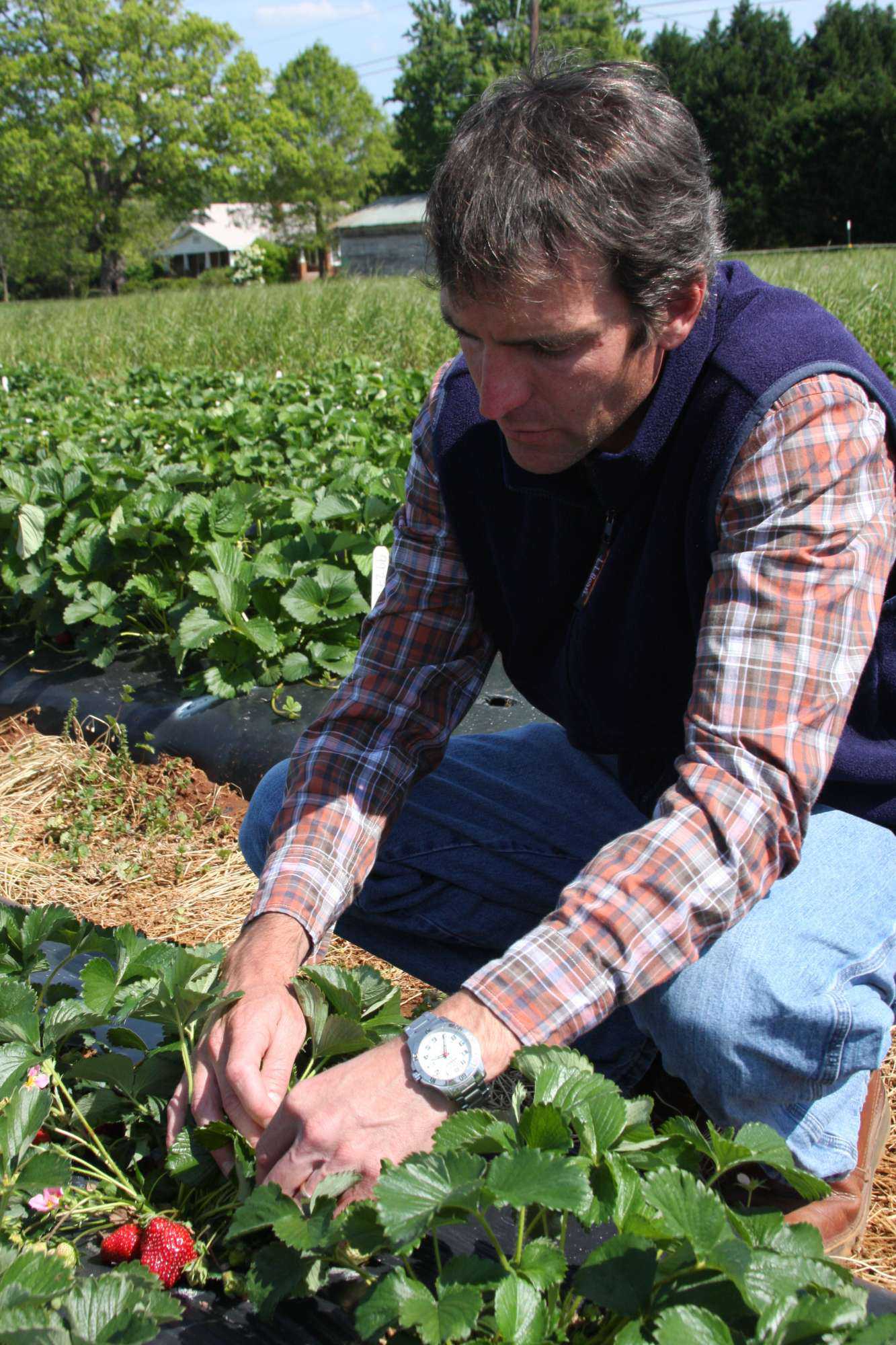 North Carolina Researchers Among Berry Grant Recipients