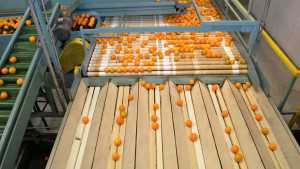 Florida Citrus Crop Count Sliced Again