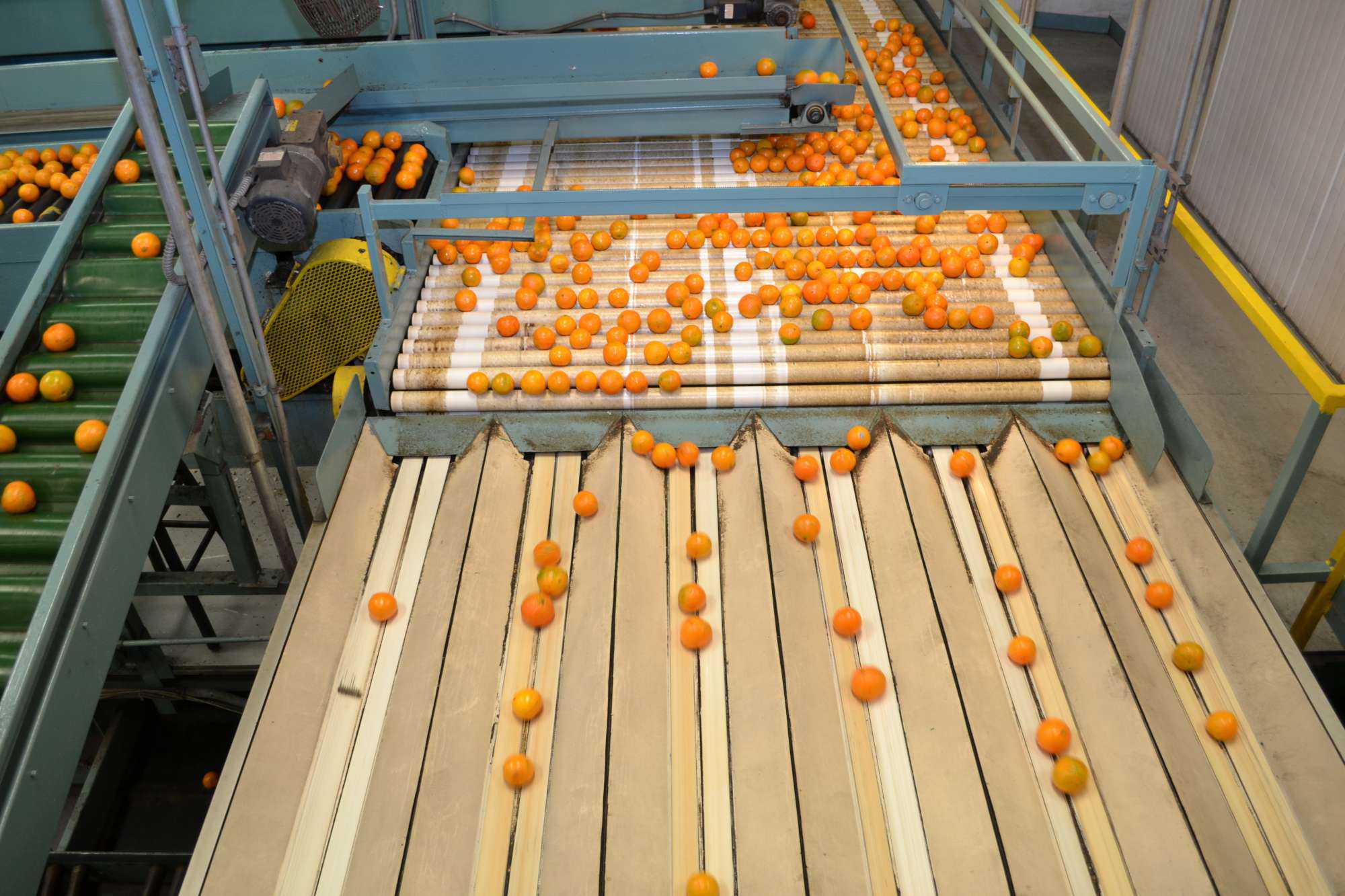 Scientists Focus In To Provide More Accurate Citrus Crop Estimates