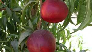 California Stone Fruit Industry Holds Steady