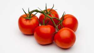 New Powdery Mildew-Resistant Tomato Varieties