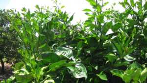 Citrus Tree Rehab A Reality: 2013 Florida Citrus Show Extended Content Coverage
