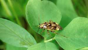 Nothing Dull About Taking On Tarnished Plant Bugs