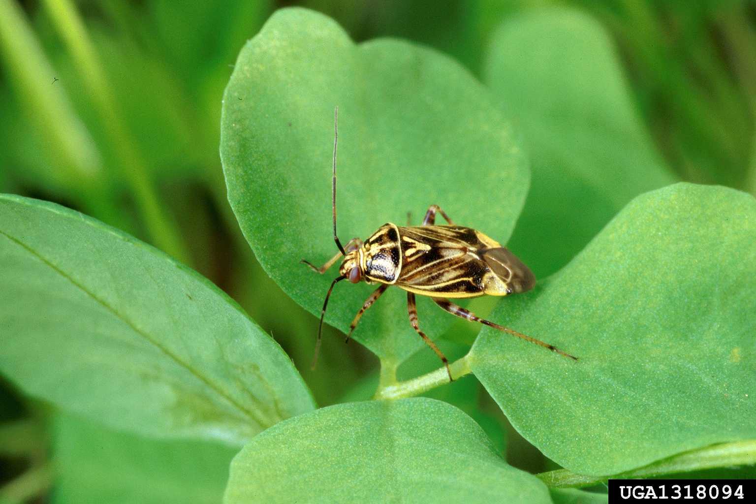 Nothing Dull About Taking On Tarnished Plant Bugs - Growing Produce