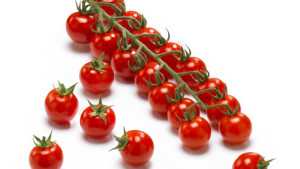 New Tomato For North America, Northern Europe
