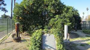 California City Battles To Save Historic Orange Tree
