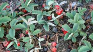 New Strawberry Species Found In Oregon