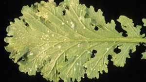 Beware The Warning Signs For White Rust Of Spinach