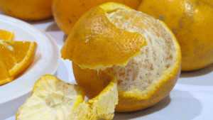 Support Set For Wider Citrus Selection
