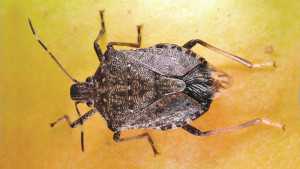 Stink Bug Heads West