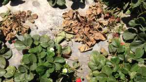 Understand The Viral Disease Pallidosis-Related Decline In Strawberries