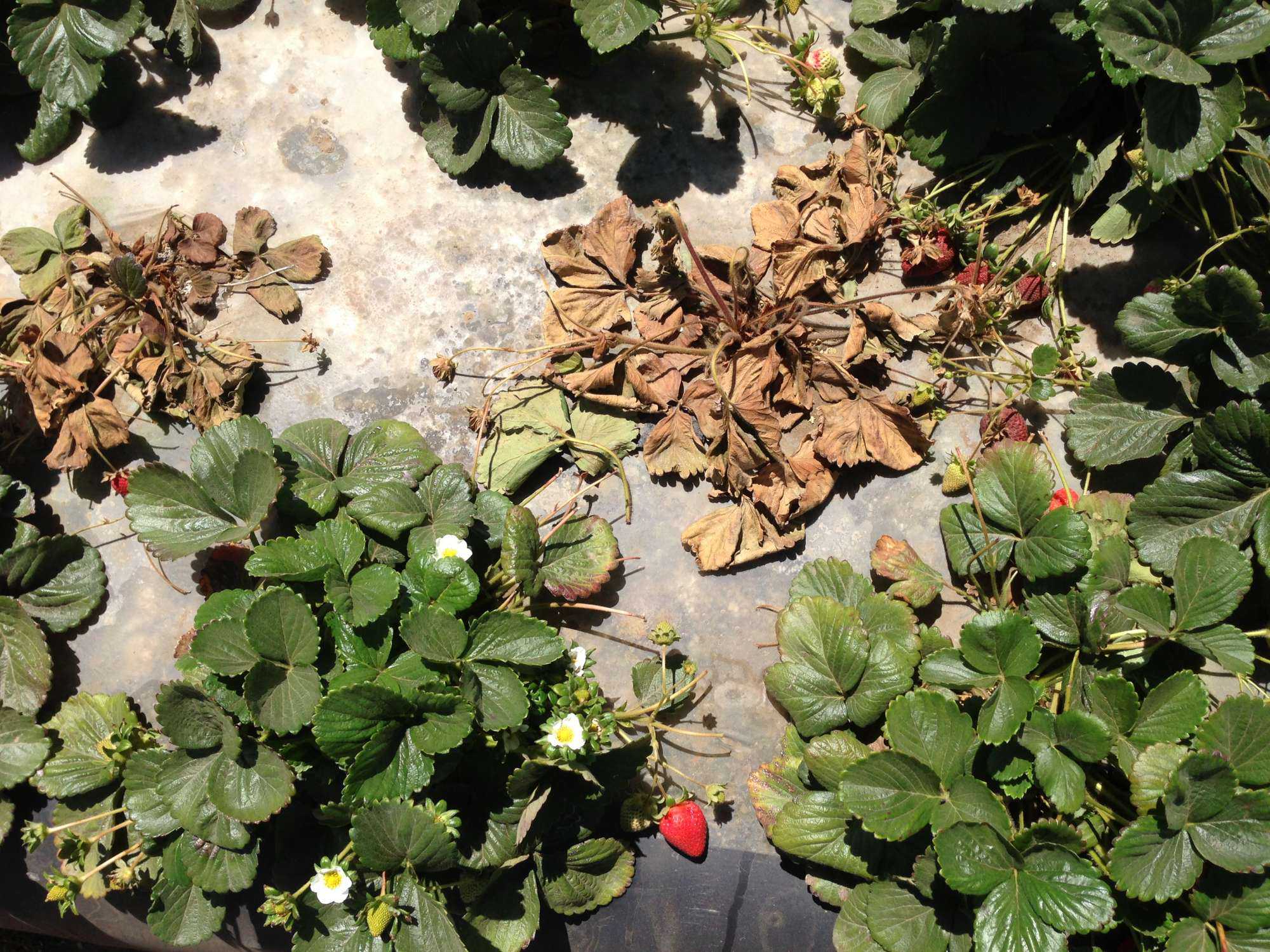 Understand The Viral Disease Pallidosis-Related Decline In Strawberries