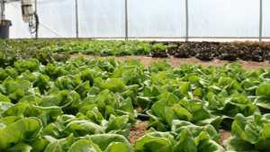 Wisconsin Company Donates Lettuce In Celebration of National Farm To School Month